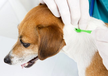Анализ крови после укуса клеща собаке thumbnail